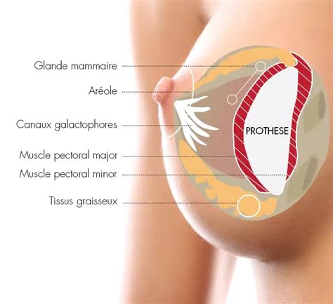 Chirurgie Esthétique Des Seins Estetika Tour 2025