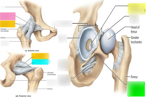 Hip anatomy- Ligaments of the hip Diagram | Quizlet