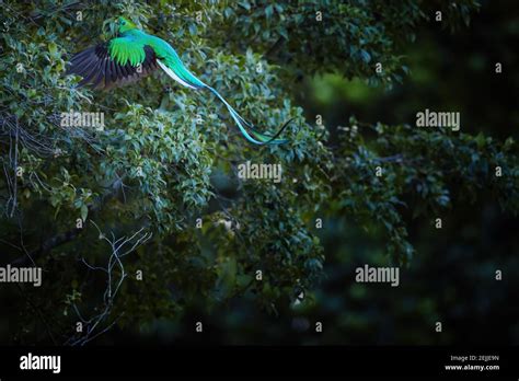 Flying Resplendent Quetzal Pharomachrus Mocinno Costa Rica Against