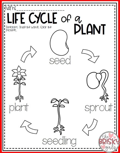 Free Plant Life Cycle Worksheets Printables