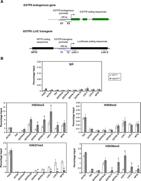 Chromatin Immunoprecipitation Chip And Quantitative Pcr Qpcr