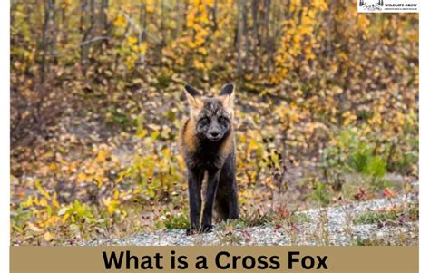 What Is A Cross Fox | 12 Facts About Cross Foxes? - WildLifeGrow