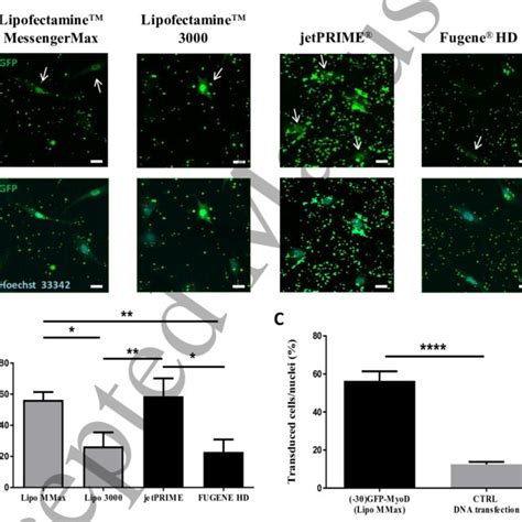 Gfp Myod Transduction Efficiency A Confocal Images Of Mscs