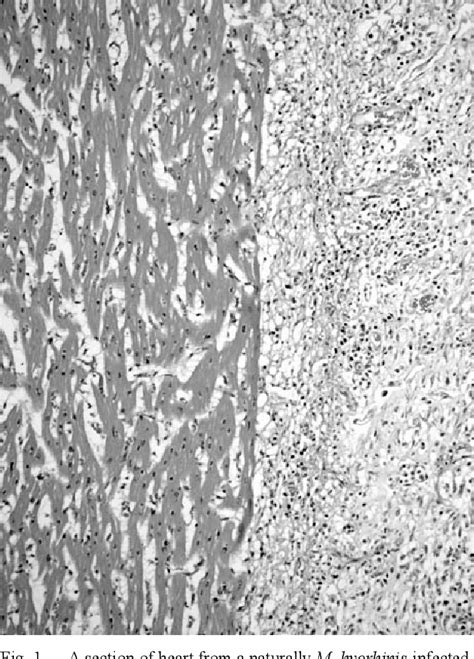 Figure From Development Of In Situ Hybridization For The Detection Of