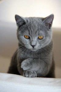 Russian Blue Cat Personality and Characteristics • OurFriends4Ever