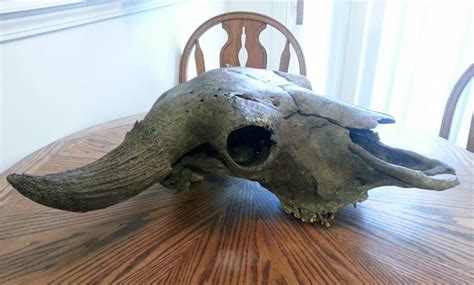 Old Bison Skull 3 - Members Gallery - The Fossil Forum