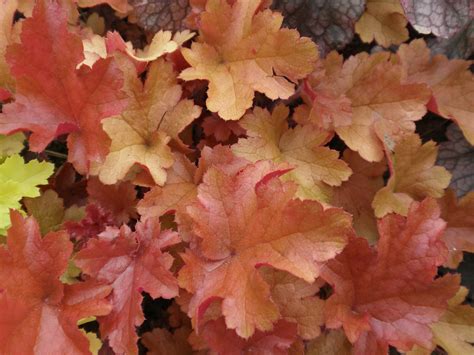 Urawka Ogrodowa Heuchera Hybrida Opis Wygl D Wymagania Uprawa