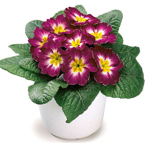 Купить Примула Hethor Purple Flame - Примула - GardenPlants