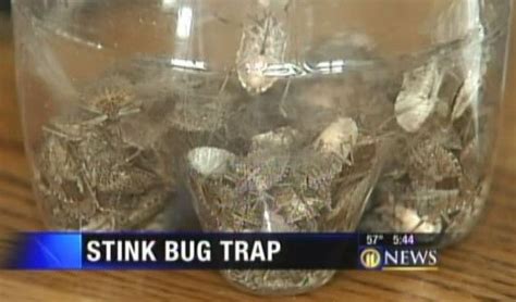 Simple Diy Stink Bug Trap Works Fast Build One Today Stink Bug