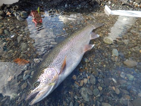 Native Trout Fly Fishing Coastal Rainbow Trout