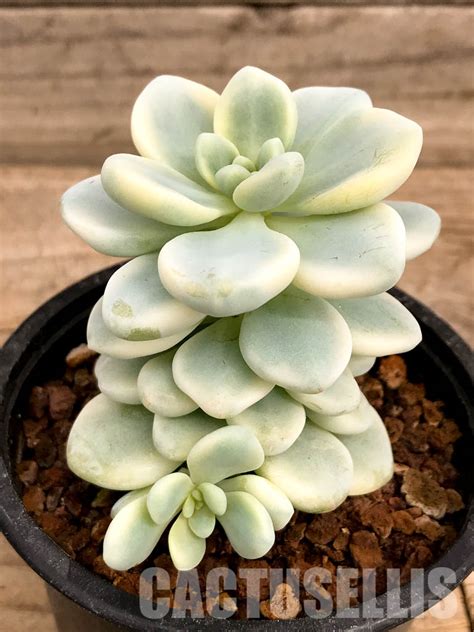 Shpr Sedum Clavatum F Variegata