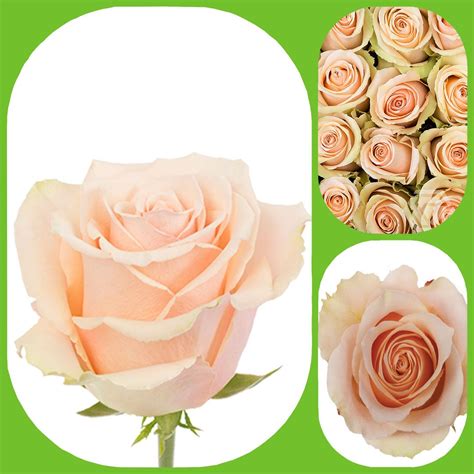 Primavera - Premium Big-Head Roses - Aisha Flowers