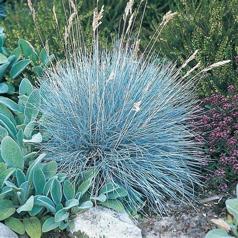 Blue Fescue Grass Perennial Plants Perennial Grasses Live In 2020 Blue Fescue Perennial