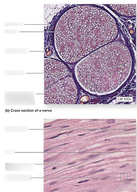 Nerve Histology Diagram Quizlet