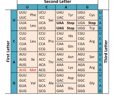 What Is The Amino Acid Sequence Encoded By Base Sequence Uca Uuu Uccc Ggg Agu Of Mrna Segmenta