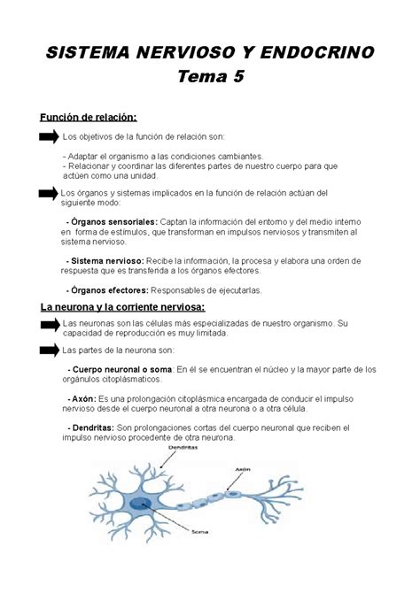 Resumen Sistema Nervioso Y Endocrino Matilde Ib Ez Su Rez Sistema