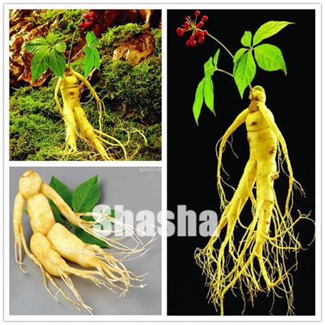 Ginseng Plant High Quality King Of Herbs Plants High Nutrition