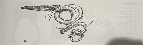 Figure 2 2 B General Structure Of Acorn Worm Saccoglossus Diagram