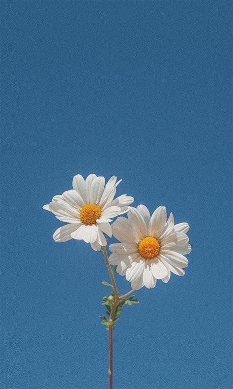 Minimalist Aesthetic Daisy Phone Wallpaper Iphone Wallpaper Plants