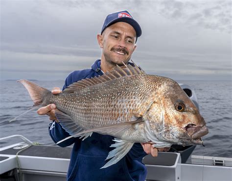 Whales Mako Sharks Big Snapper Hauraki Gulf Was On Fire