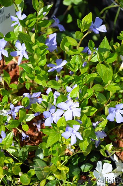 Vinca Minor Barwinek Pospolity