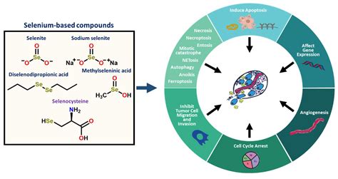 Regulation Of Signaling Pathways By Selenium In Cancer Encyclopedia Mdpi