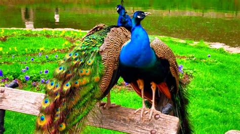 The Mysterious Worlds Of Peacocks Exploring Beauty And Amazing Facts