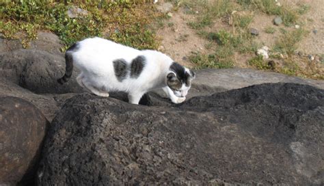 Feral cat at Haleiwa, O'ahu, Hawaii : r/pics