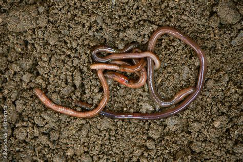 Earthworms in black soil. Garden compost and worms recycling plant waste into rich soil improver ...