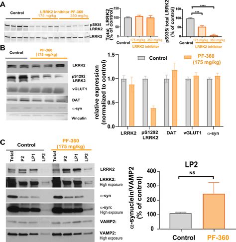 Inhibition Of Lrrk2 Kinase Activity In Vivo And Synaptosomal