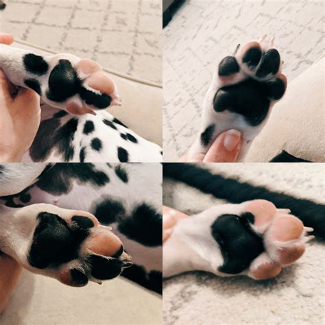 1005 best Dalmatian images on Pholder | Aww, Movie Details and Real