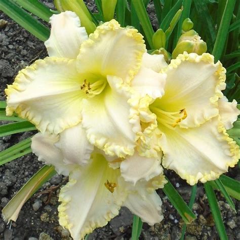 Daylily Bulbs Cold Resistant Easy To Cultivate Large Flowers