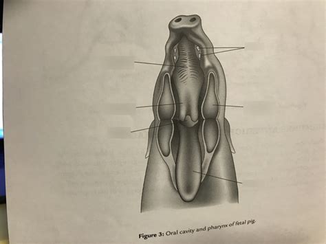 Mouth Of Fetal Pig Diagram Quizlet