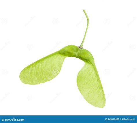 Fruit Samara, Flat Seed Capsule And The Angle Of The Wings Royalty-Free Stock Photo ...