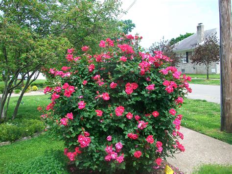 Best Rose Bushes For Pots at Paul Dotson blog
