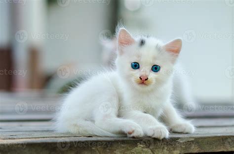 White Baby Kittens With Blue Eyes