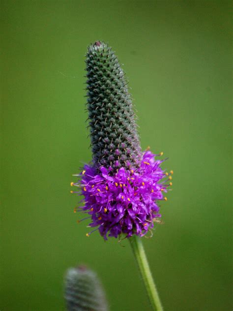 Purple Prairie Clover (Dalea purpurea) 3-pack of pots — Blazing Star ...