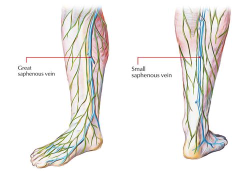 Veins In The Foot Diagram