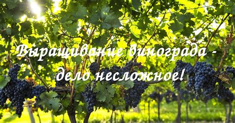 Уральский огород - без особых хлопот!: АГРОТЕХНИКА ВЫРАЩИВАНИЯ ...
