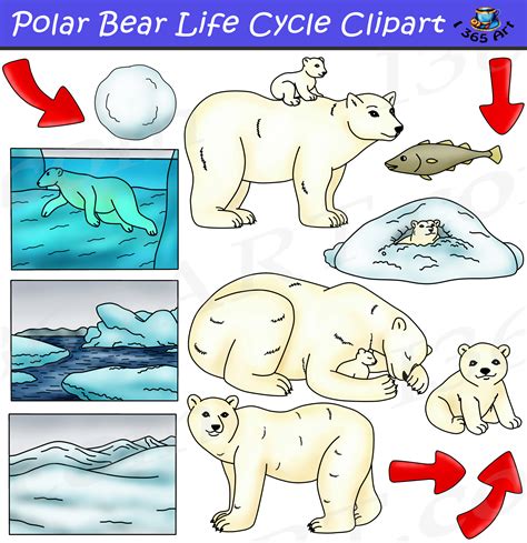 Polar Bear Life Cycle