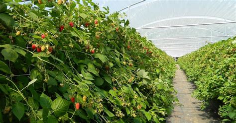 New Guide To Growing High Tunnel Raspberries