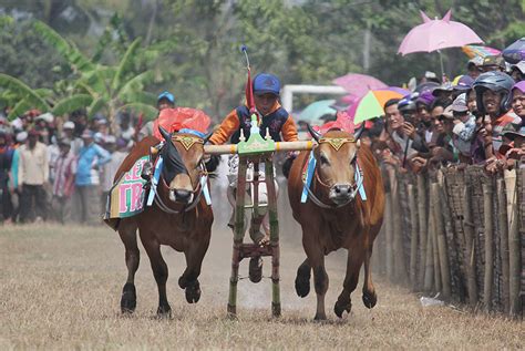 Lomba Kerapan Sapi Sakera 2015 Republika Online