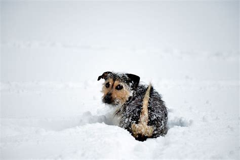 犬 雪 雪の楽しみ Pixabayの無料写真 Pixabay