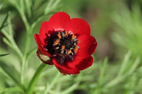 Adonis Flower: Meaning, Symbolism, and Colors | Pansy Maiden