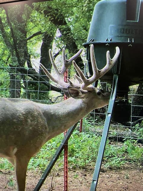 Whitetail Gallery | Statewide Outfitters