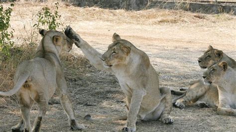 Lions In Hyderabad Zoo Test Covid 19 Positive Samples Examined By Ccmb