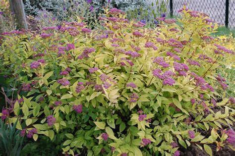 Spiraea Japonica ‘goldflame Landscape Architects Pages