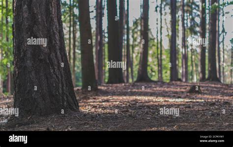 Through the woods Stock Photo - Alamy