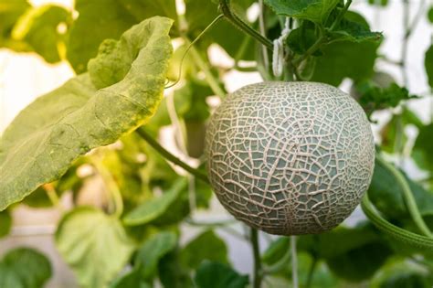 Growing Cantaloupe - How To Care For And Harvest Cantaloupes