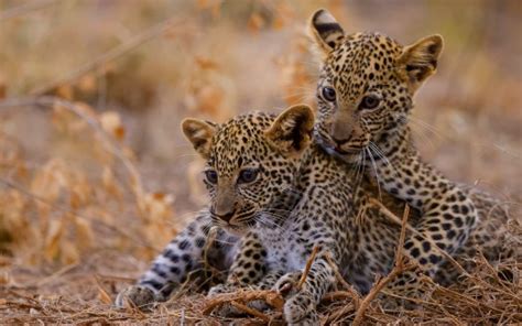 Two Leopard Cubs Is Sitting In Blur Background HD Leopard Wallpapers ...